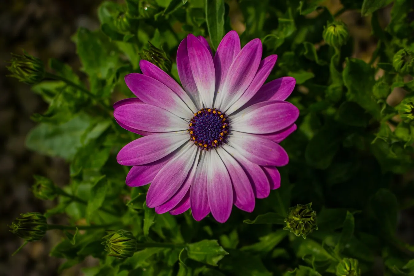 Jardins d'Éole — jardinerie